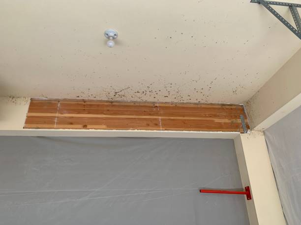 Best Mold Remediation for Vacation Homes  in Fairplay, GA